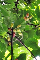 樹上的蘭嶼山欖果實