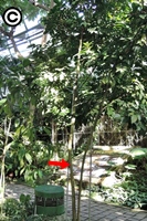 熱帶雨林溫室中開花的合果芋