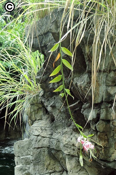 開花植株與伴生的芒草