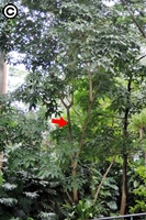 本館熱帶雨林溫室中正值花期的巴西橡膠樹