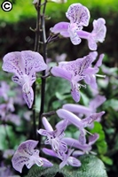 花朵造型特殊的夢娜紫香茶菜