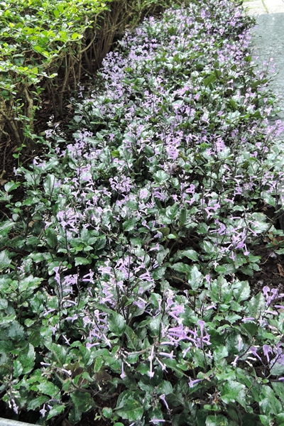 本館植物園入口處栽種的夢娜紫香茶菜 本館植物園入口處栽種的夢娜紫香茶菜