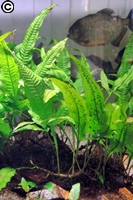 熱帶雨林溫室中的三叉葉星蕨可以看到不同的葉形變化