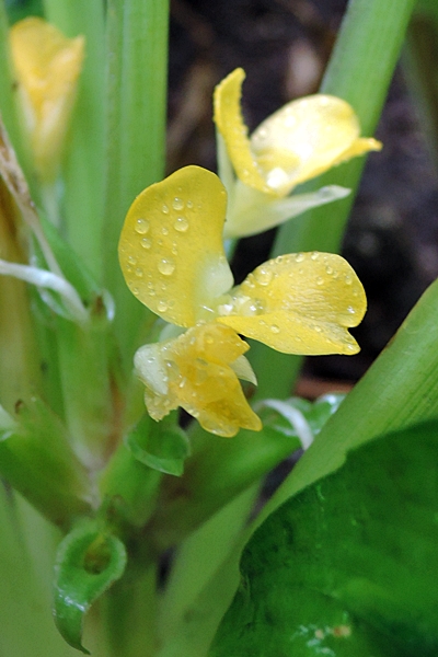 花瓣沾有水珠的翠錦竹芋花朵