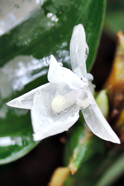 沾上水珠的白竹芋花朵