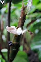 銀道竹芋的花