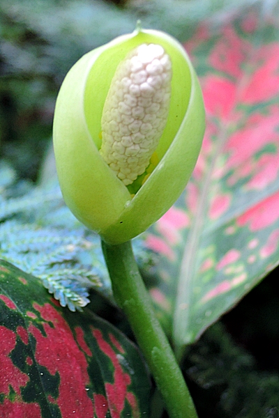 吉祥粗肋草