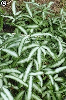 圖1:美麗的白玉鳳尾蕨營養葉