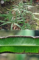 圖2:白玉鳳尾蕨的繁殖葉(上)與葉背的孢子囊群