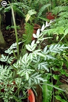 圖1:熱帶雨林溫室中的銀脈鳳尾蕨