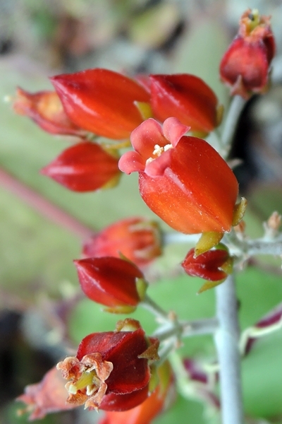 圖1:白蝶之光的紅色小花