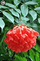 圖1:寶冠木的花序看似一個紅色花球