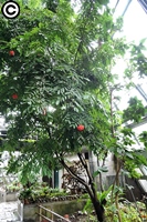 圖2:植物園熱帶雨林溫室中的寶冠木