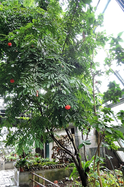 圖2:植物園熱帶雨林溫室中的寶冠木