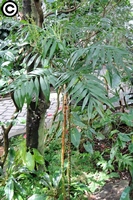 圖2:可可樹下的袖珍椰子