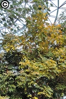 圖1:溫室中正值換葉期的大葉桃花心木