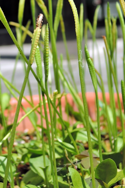 圖1:植物園棚架區中的瓶爾小草