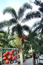 圖1:本館庭園栽種的狐尾椰子