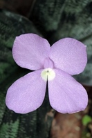 圖2:孔雀薑的淡紫色花朵