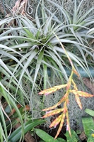 圖1:本館熱帶雨林溫室中的毒藥空氣鳳梨