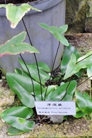圖1:植物園特展室中的澤瀉蕨