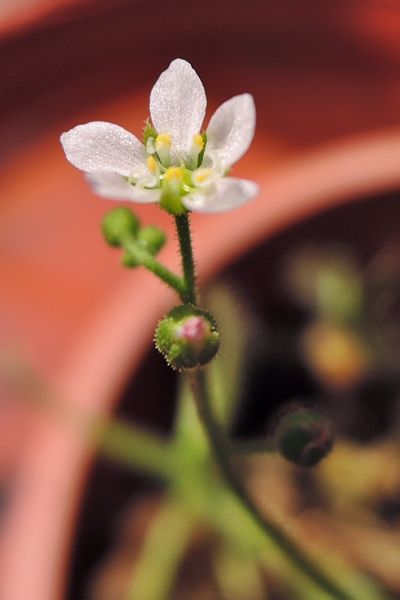 圖2:長葉茅膏菜的花 圖2:長葉茅膏菜的花