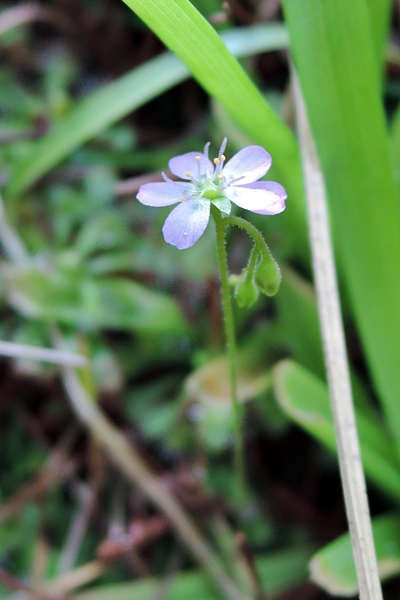 圖2:小毛氈苔的花