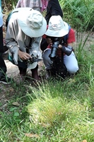 圖2:參與蓮花寺溼地復育活動的學員正在記錄點頭飄拂草的開花情形
