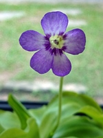 圖2:捕蟲菫的花
