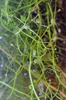 圖1:本館植物園中的絲葉狸藻捕蟲囊