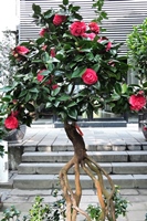 圖1:本館植物園展出的夢娜玫瑰山茶花