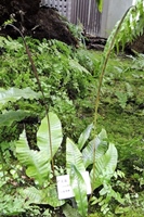圖1:本館植物園展出的萊蕨