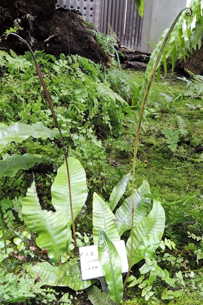 圖1:本館植物園展出的萊蕨