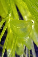 圖2:貉藻是水生的閉合型食蟲植物