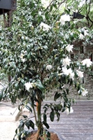 圖1:植物園特展室展出中的白孔雀椿