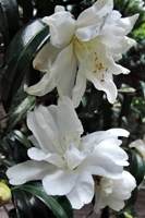 圖2:白孔雀椿的白色花朵