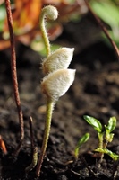 圖1:銀毛田字草的幼葉與孢子囊果