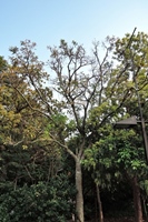 圖1:季風雨林區中正在換葉子的臺灣梭羅木