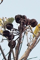 圖2:臺灣梭羅木的果實