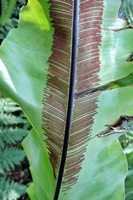 圖1:臺灣山蘇花葉背的中肋上沒有脊狀突起