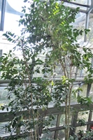 圖1:熱帶雨林溫室中的阿拉伯咖啡