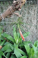 圖1:本館熱帶雨林溫室中栽植的維尼寇沙空氣鳳梨