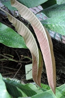 圖2:石葦的孢子囊群密佈葉背中上段