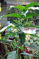 圖1:熱帶雨林溫室中展示的流星毬蘭