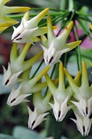 圖2:流星毬蘭的花有白色副花冠，常被以為是另一層花瓣。