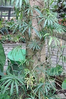 圖1:本館熱帶雨林溫室中展示的瓜葉花燭