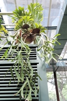圖1:本館植物園特展室中的皇冠鹿角蕨