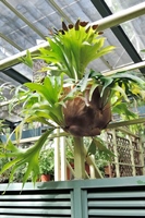 圖1:本館植物園特展室中的掌葉鹿角蕨
