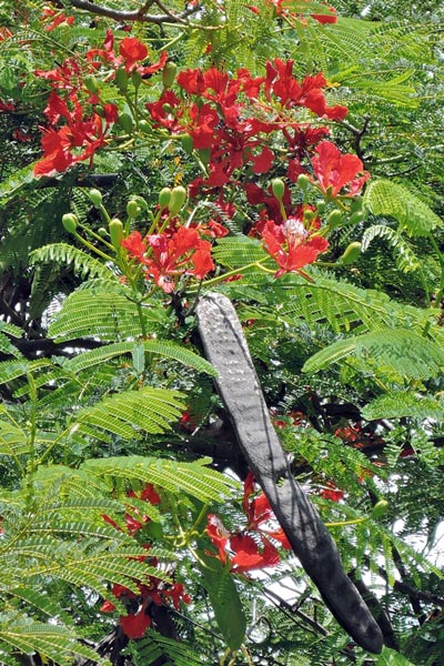 圖2:鳳凰木的花與果實