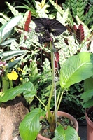 圖1:本館植物園熱帶雨林溫室中的箭根薯